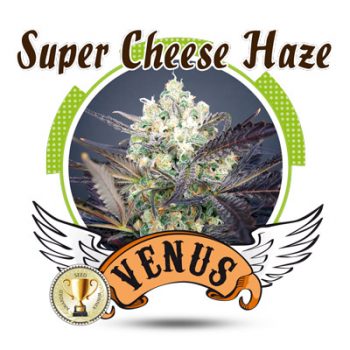 1 UND FEM - SUPER CHEESE HAZE